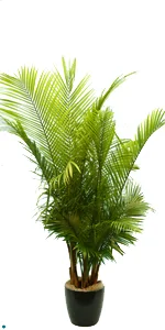 Palm Majesty 3P 06'.jpg