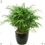 Palm Neanthebella 02-3'.jpg