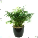 Palm Neanthebella 02-3' 2.jpg