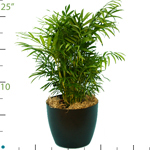 Palm Neanthebella 2.jpg