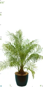 Palm Phoenix Roebelini Multi 03-4'.jpg