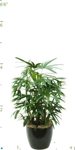 Palm Rhapis Excelsa 03-4 '.jpg