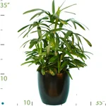 Palm Rhapis Excelsa.jpg