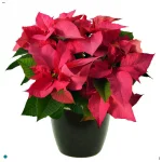 Poinsettia Pink.jpg