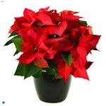Poinsettia Red.jpg