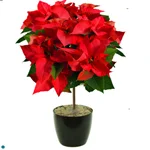 Poinsettia Tree Red.jpg