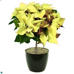 Poinsettia Tree White.jpg