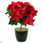 Poinsettia Tree.jpg