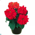 Poinsettia Winter-Rose.jpg