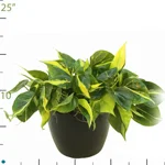 Philodendron Brazil.jpg