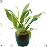 Philodendron Cannifolium Gordo.jpg