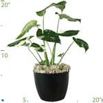 Philodendron Cheesecake.jpg