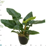 Philodendron Congo Green.jpg