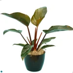 Philodendron Congo Rojo.jpg