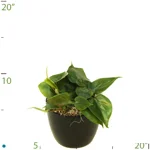 Philodendron Cordatum.jpg