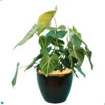 Philodendron Gloriosum.jpg