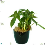 Philodendron Lacinatum.jpg