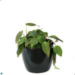 Philodendron Micans.jpg