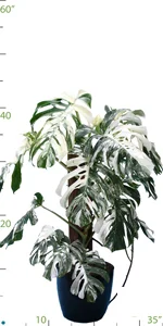 Philodendron Monstera Deliciosa Variegated.jpg