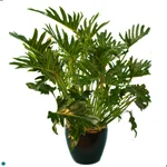 Philodendron Showboat.jpg