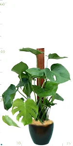 Philodendron Split-leaf.jpg