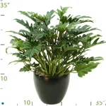 Philodendron Xanadu.jpg