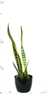 Sanseveria Laurentii.jpg