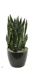 Sansevieria Coral.jpg