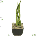 Sansevieria Cylindrica Braid.jpg
