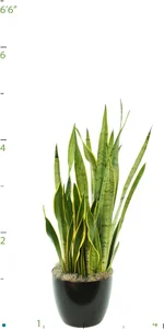 Sansevieria Laurentii Silver.jpg