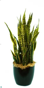 Sansevieria Laurentii Yellow.jpg
