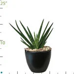 Sansevieria Mutamo.jpg