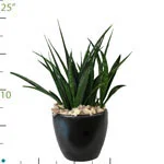 Sansevieria Spicada.jpg