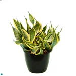 Sansevieria Twist.jpg