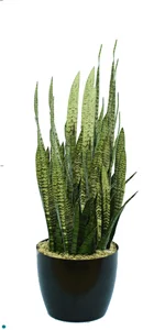 Sansevieria Zeylonica Green.jpg