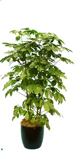 Schefflera Amate Bush 06'.jpg