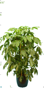 Schefflera Amate 05-6'.jpg