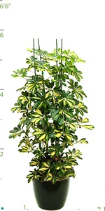 Schefflera Arbicola Gold Column 05'.jpg
