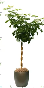 Schefflera Arboricola Braided.jpg