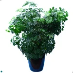 Schefflera Arboricola Bush.jpg