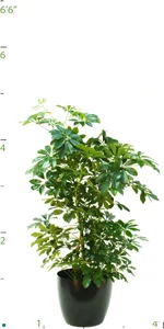 Schefflera Arboricola Green Bush.jpg