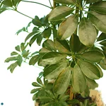 Schefflera Arboricola Green.jpg