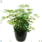 Schefflera Arboricola Varieg Bush.jpg