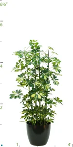 Schefflera Arboricola Varieg Col 04'.jpg