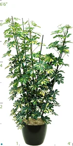 Schefflera Arboricola Variegated 06'.jpg