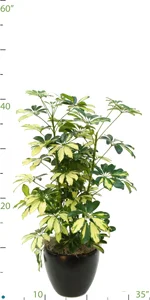 Schefflera Arboricola Variegated.jpg