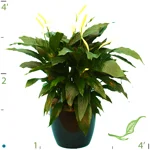Spathiphyllum Dario.jpg