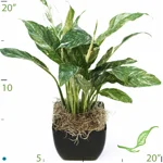 Spathiphyllum Domino 2.jpg