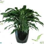 Spathiphyllum Dario Florida.jpg