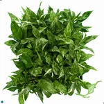 Spathiphyllum Domino Flat(16).jpg